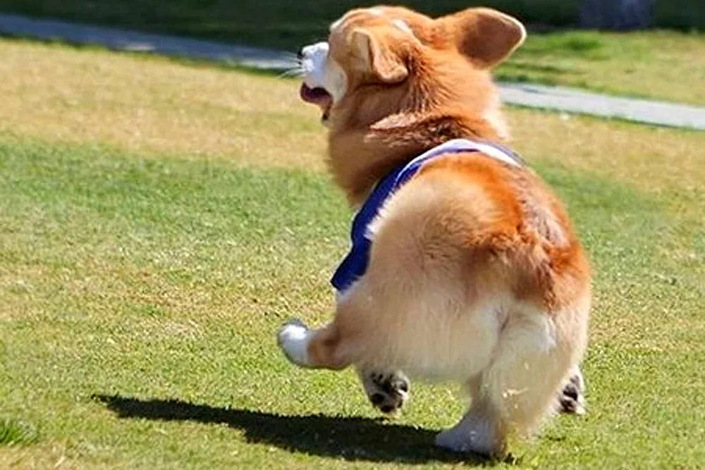 Corgi sitting rear view