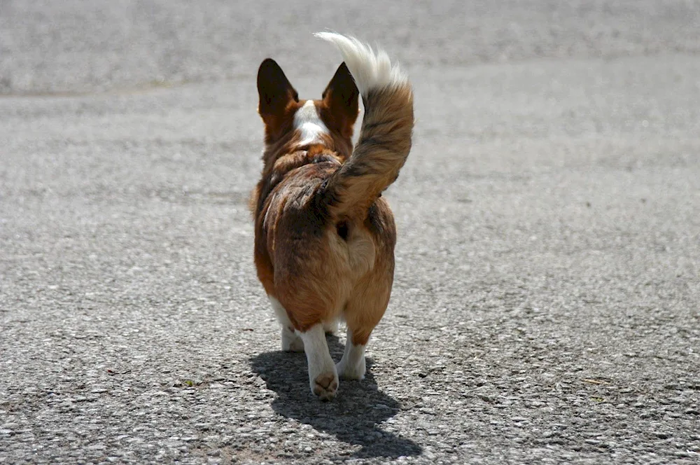 Welsh corgi pembroke butt