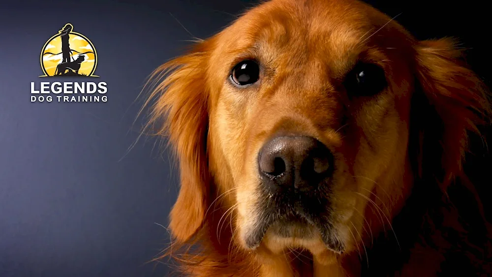 Labrador Retriever Golden