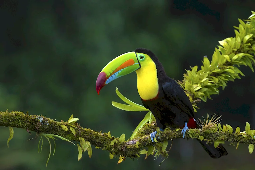 Brown-backed Toucan