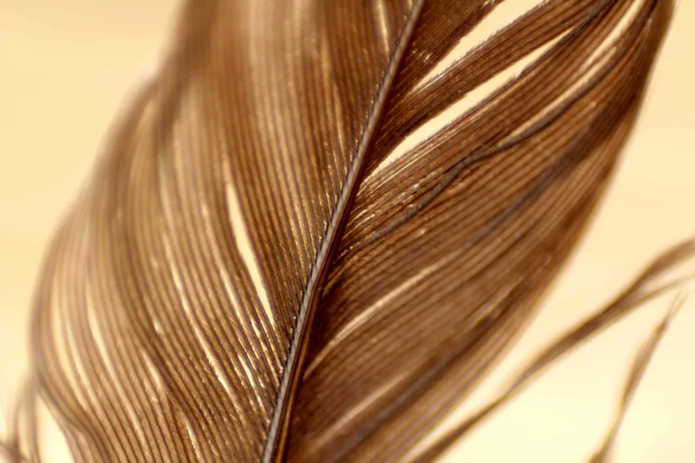 Brown feathers