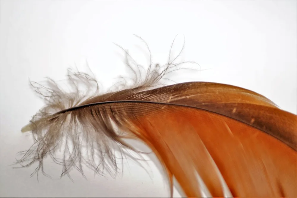 Feathers in hair