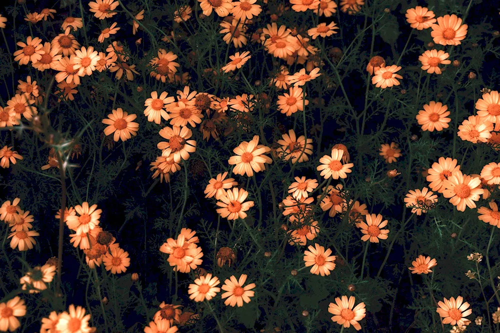 Brown Flowers