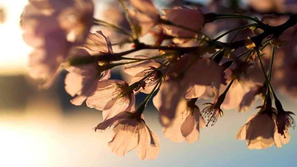 Beige flowers