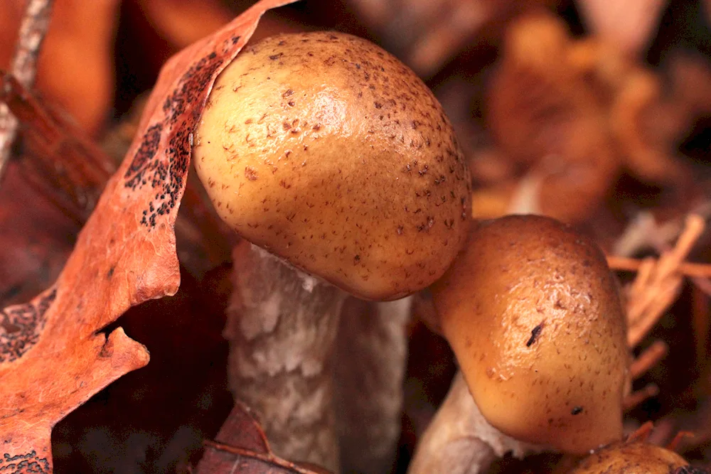 Maple mushrooms