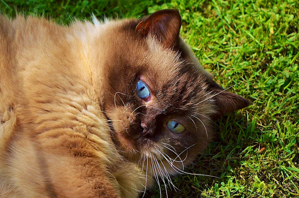 Burmese cat