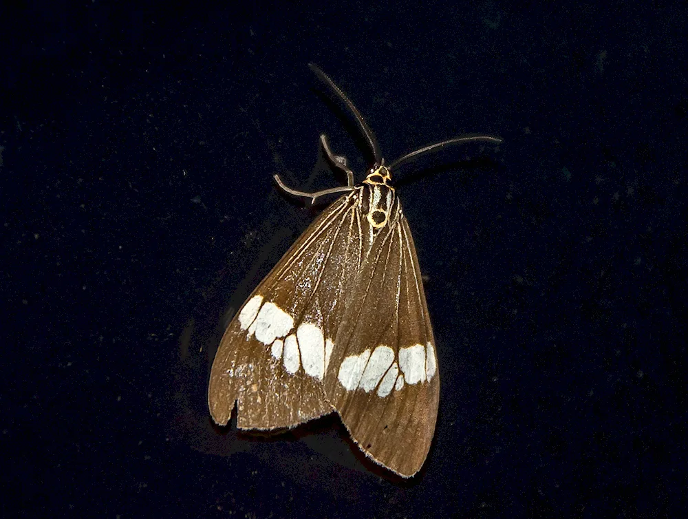 Venezuelan poodle moth