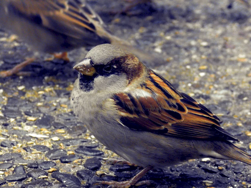 Birds of the sparrow family