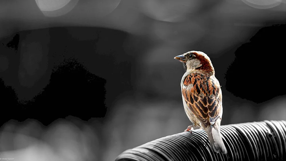 Brown Sparrow