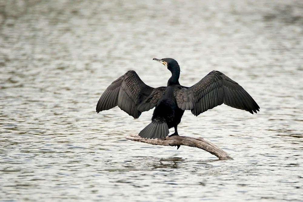 Sea Gull Cormorant