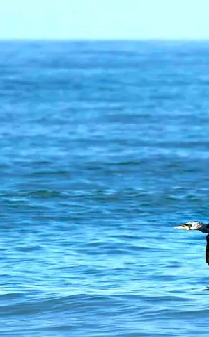 Cormoran bird