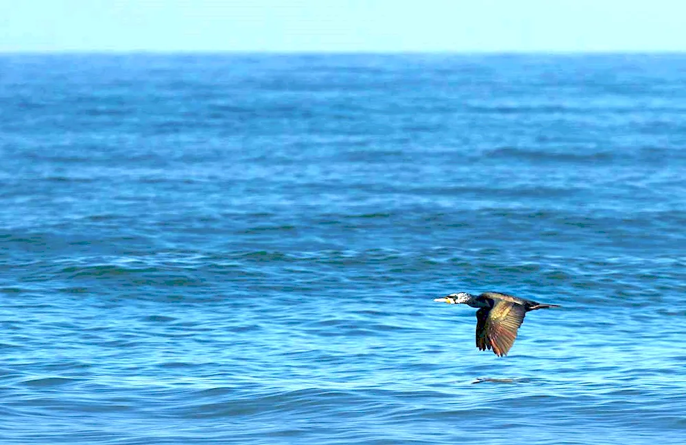 Cormoran bird