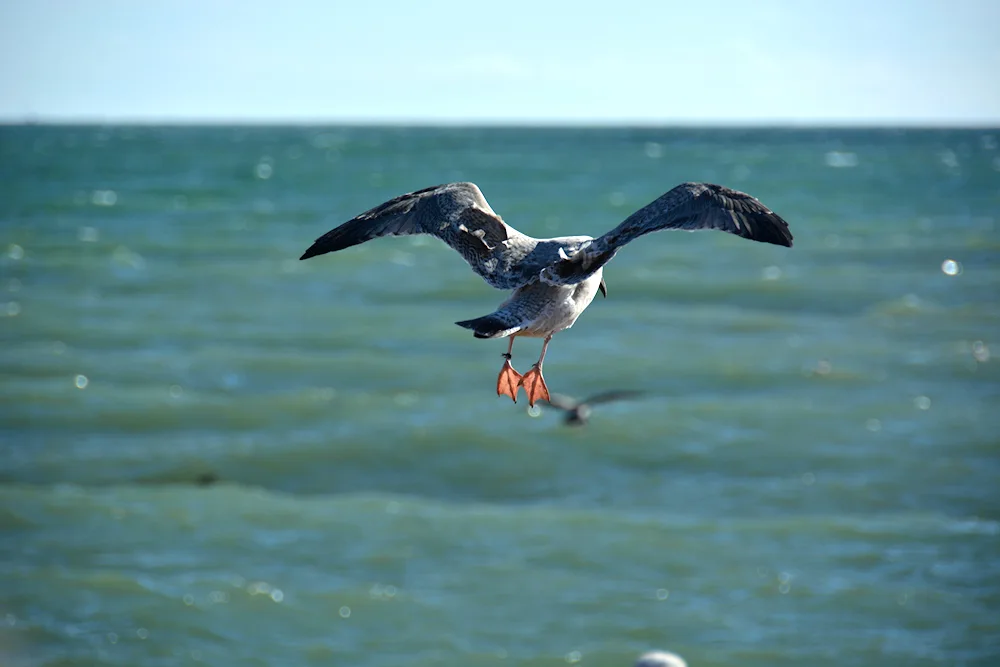 Northern gull