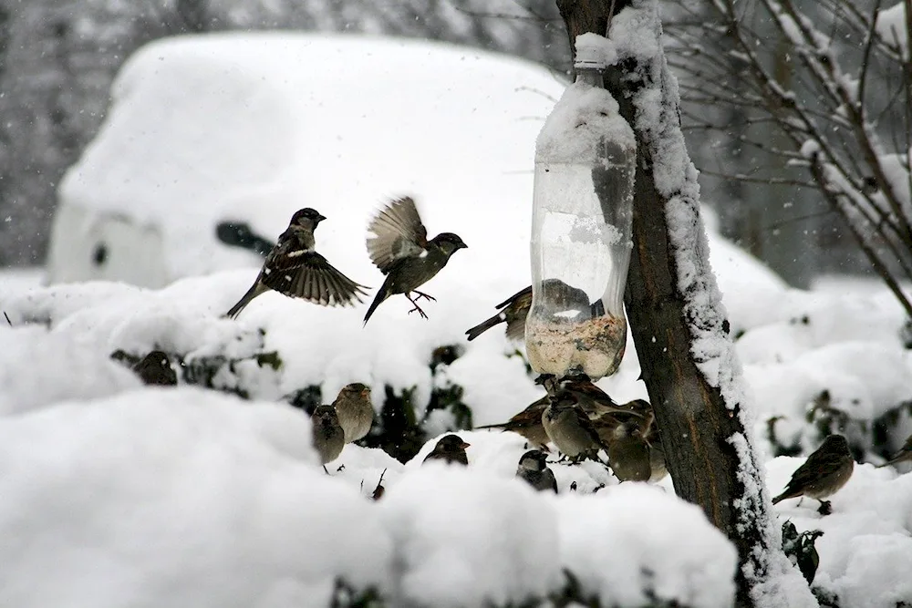 Winter birds