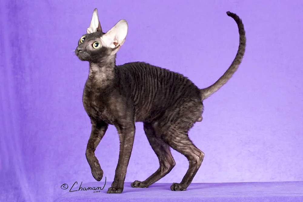 Don Sphynx Brush