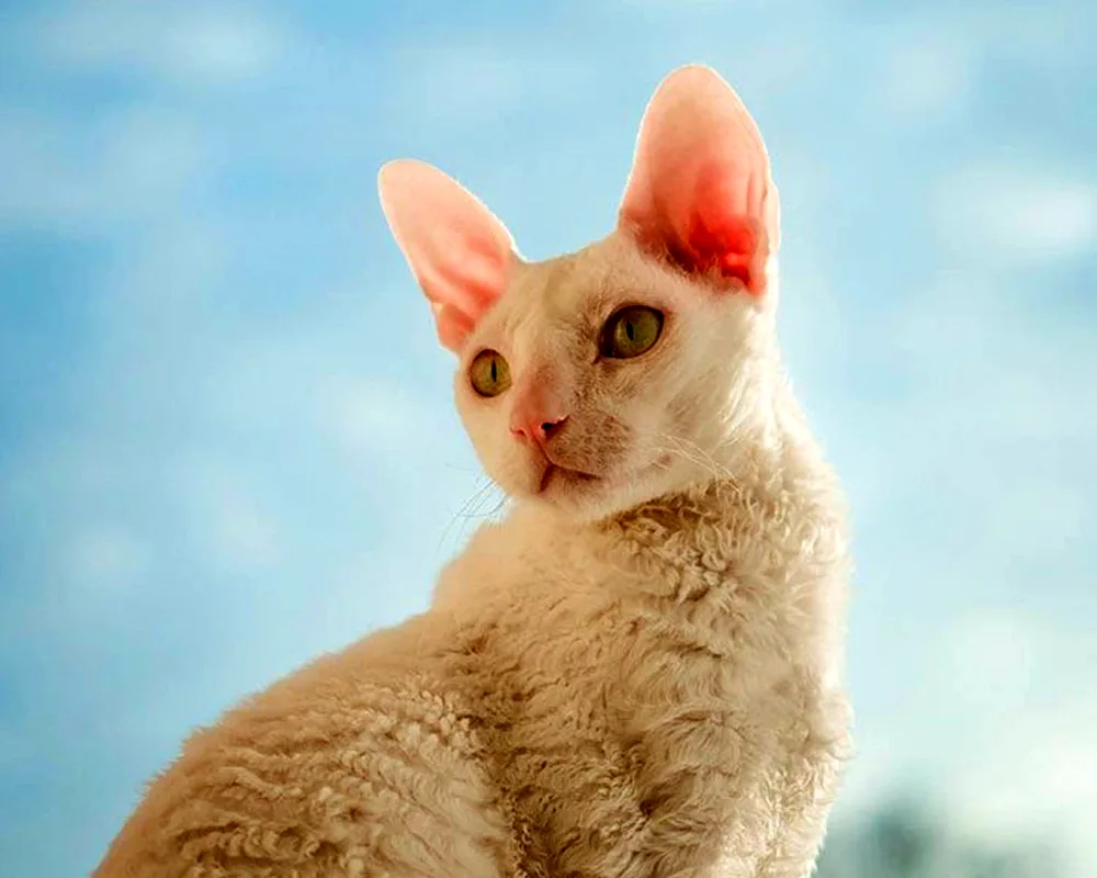 Cornish Rex