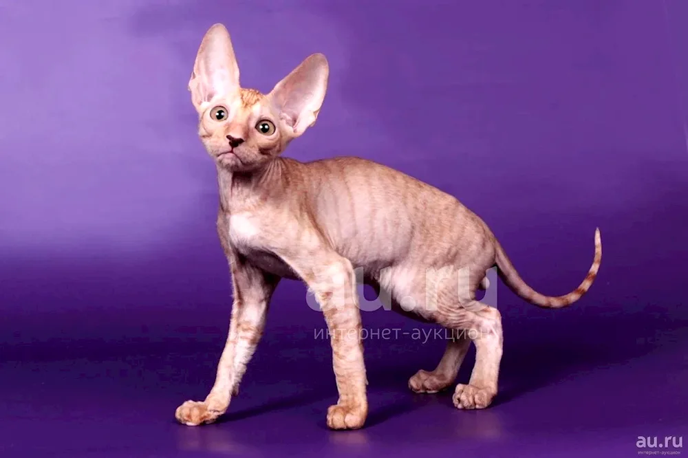 Cornish Rex