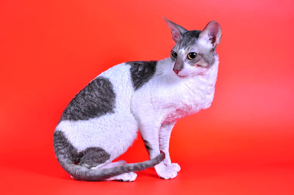 Cornish rex cat