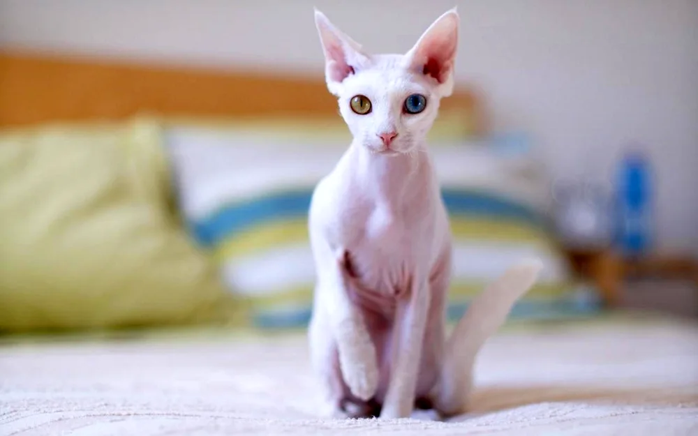 Devon rex