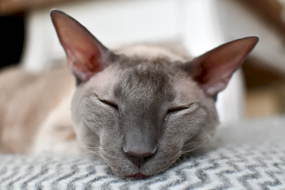 Cornish rex