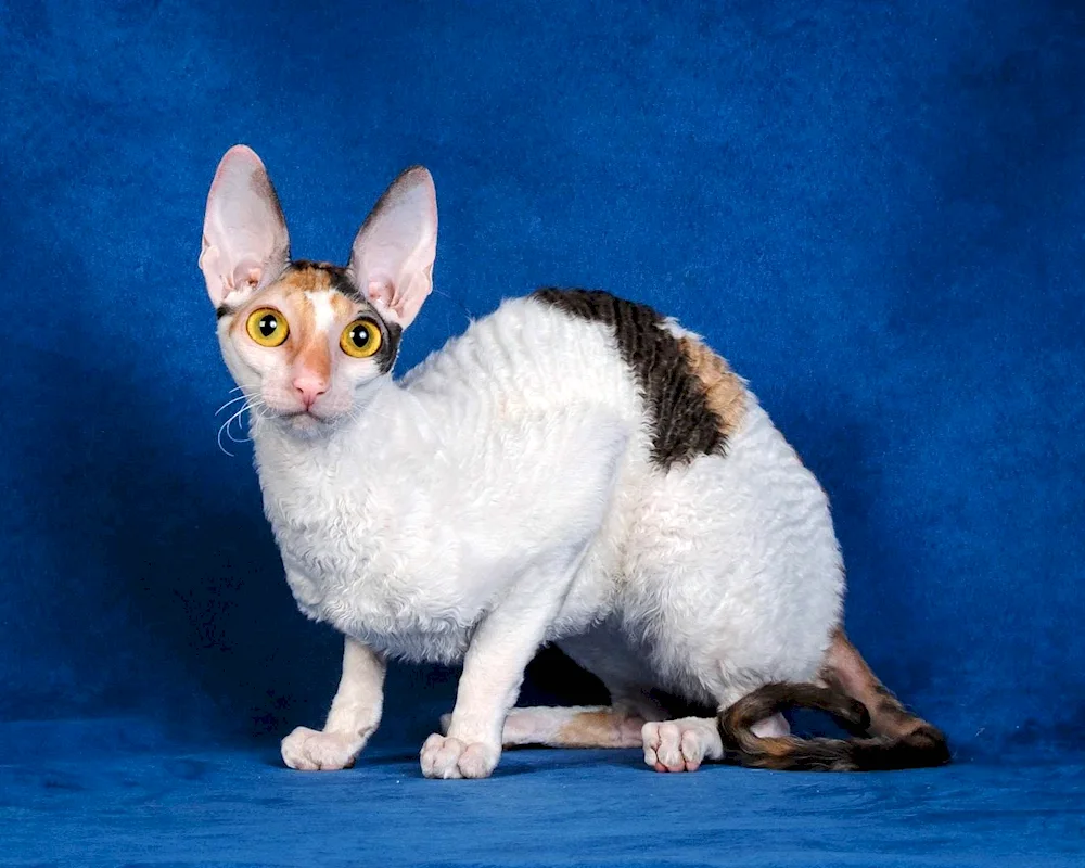 Devon sphynx Devon rex