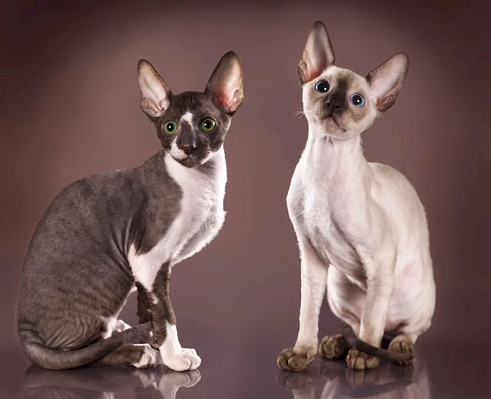 Sphynx cat breed