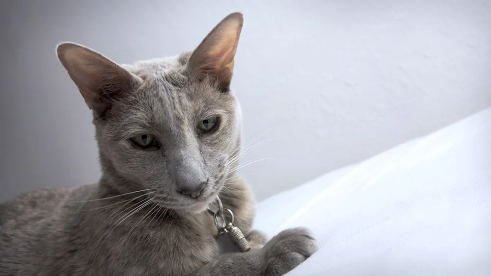 Cornish Rex Georgian