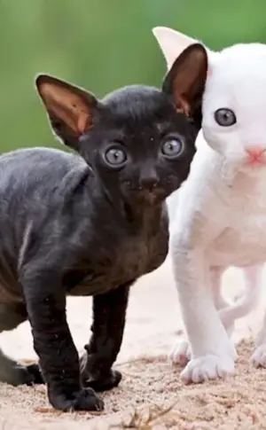 Cornish rex cat