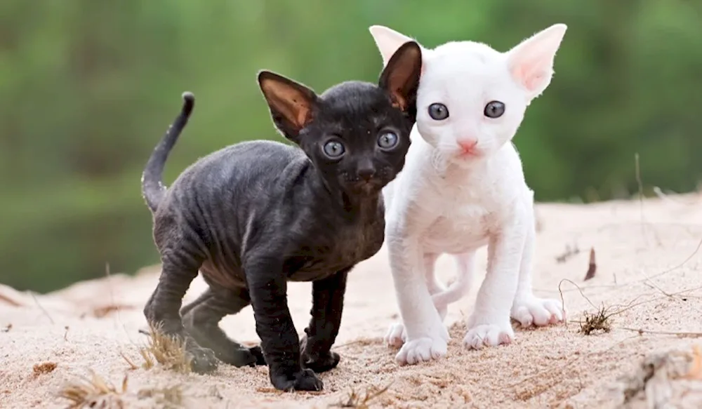 Cornish rex cat