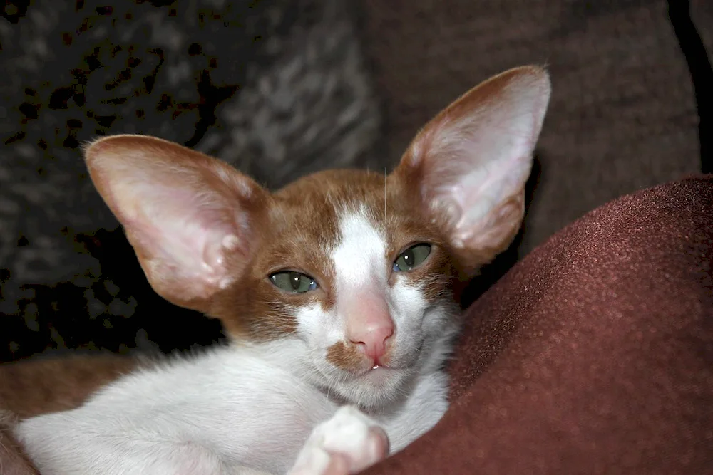 Fennec Fox