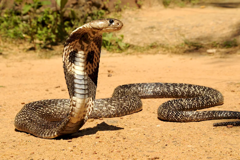 King Cobra