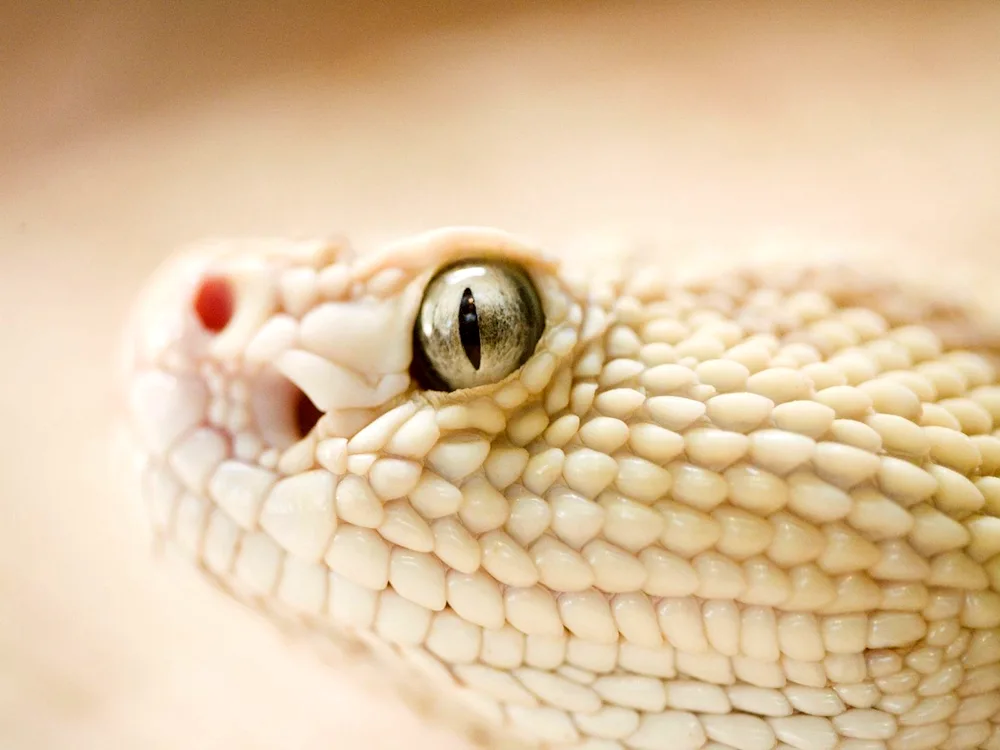 King Cobra albino