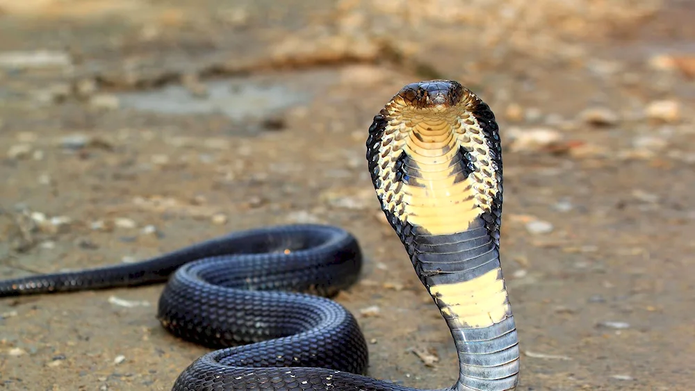 King cobra hamadryad