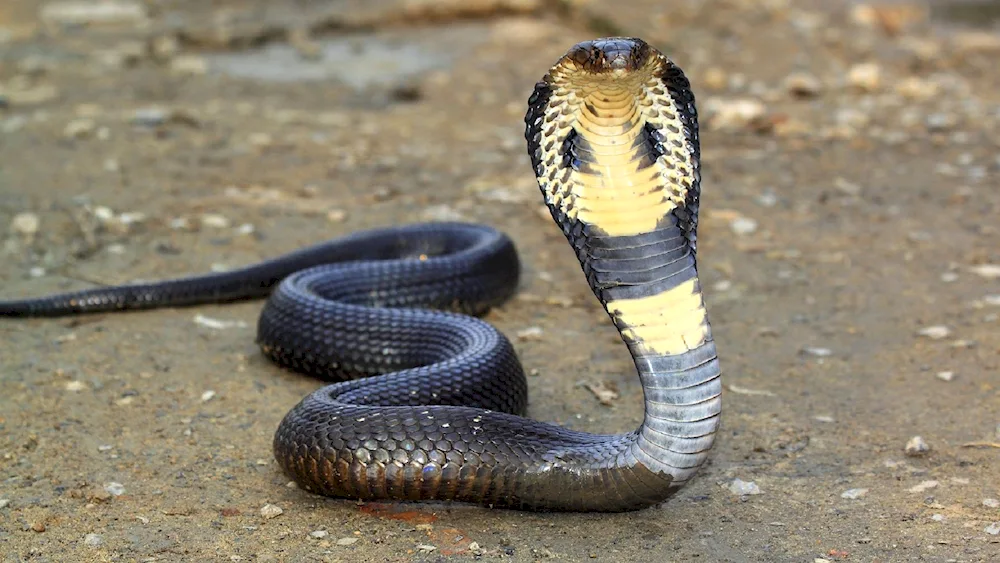 King's collared snake