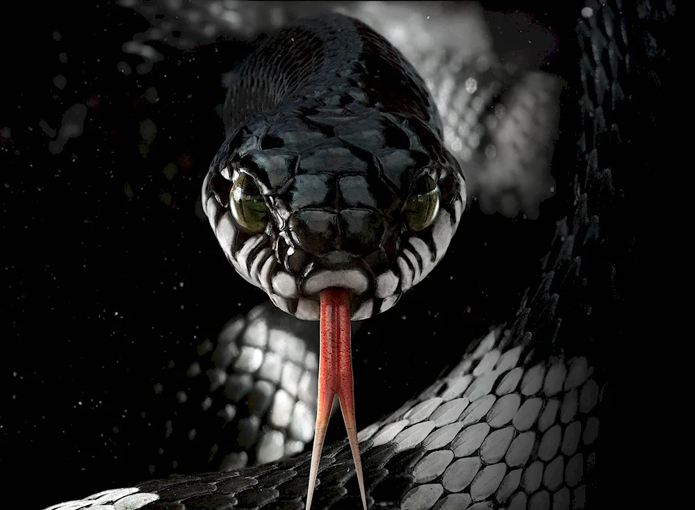 Black mamba snake