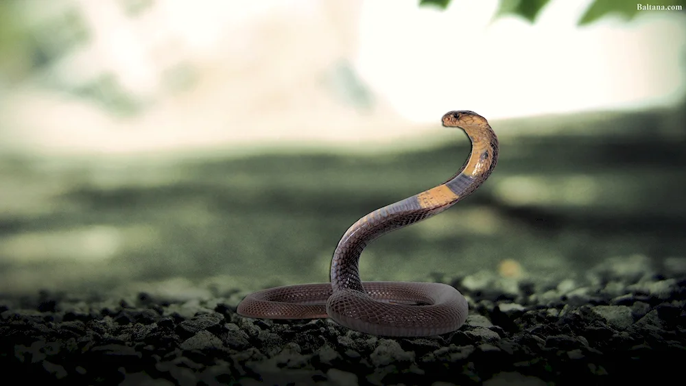 Blue Kufia snake