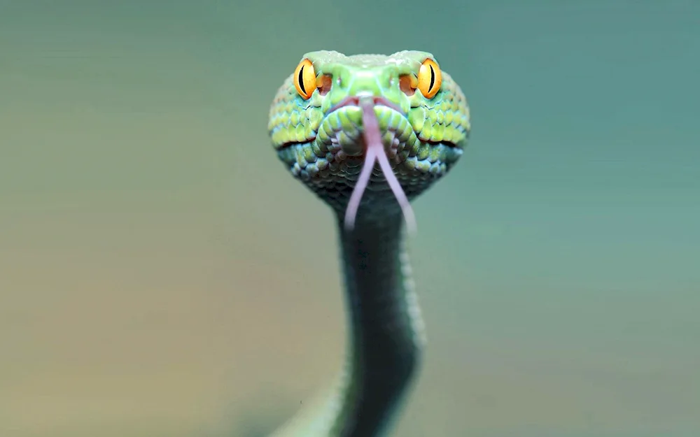 Green viper snake