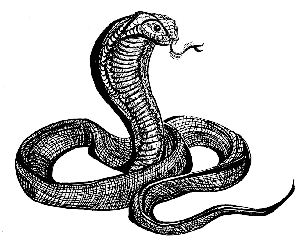 King Cobra Nagaina