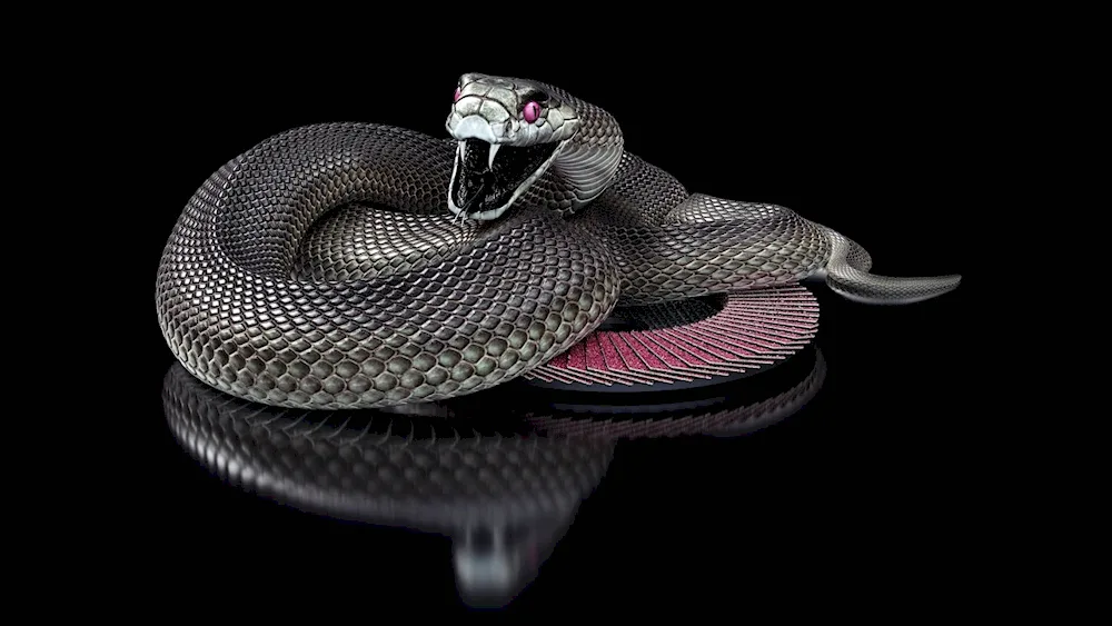 King Cobra vs black mamba