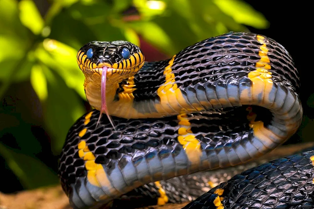 King collared snake