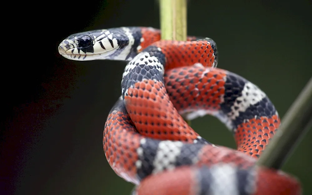 Royal Sinaloa milk snake