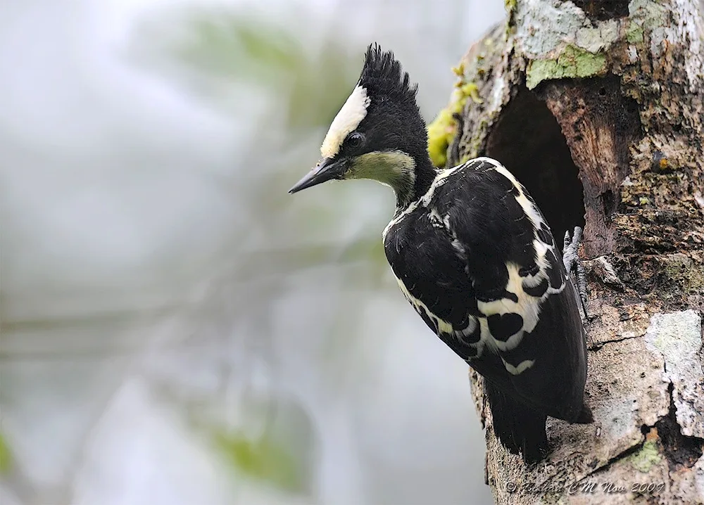 King's Jelly Woodpecker