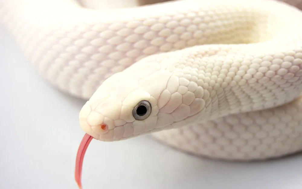 The albino tiger python