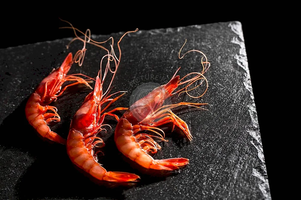 Wheatwater shrimp
