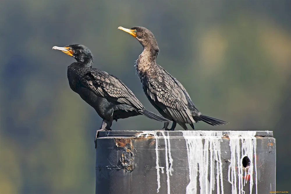 Cap Cormorant