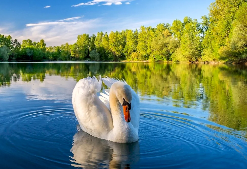 Gagry Swan Lake