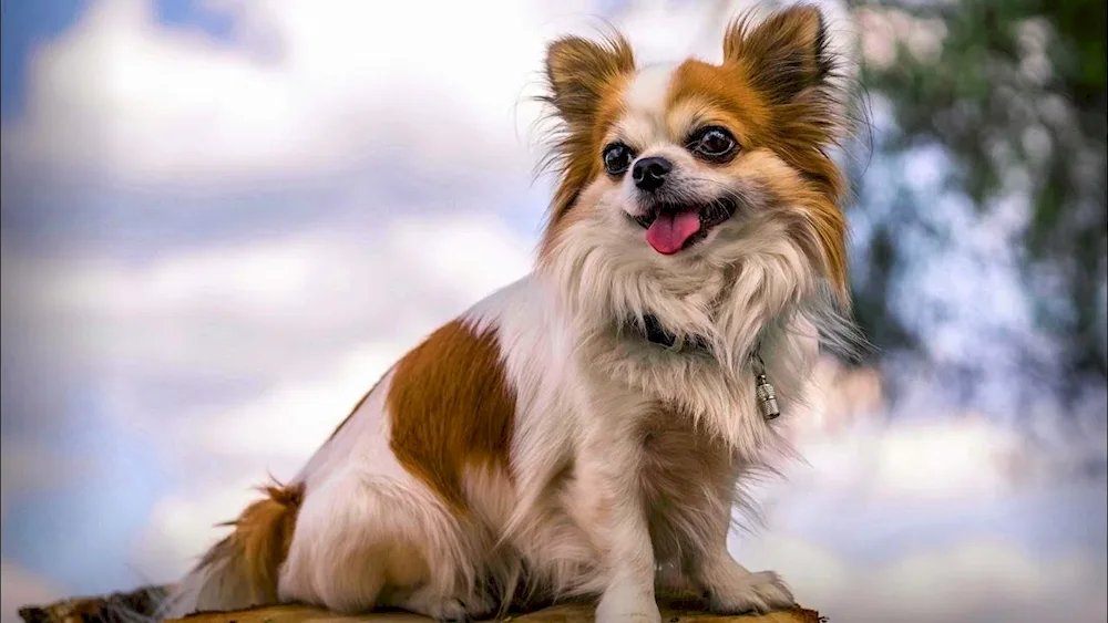 Long-haired King Chihuahua