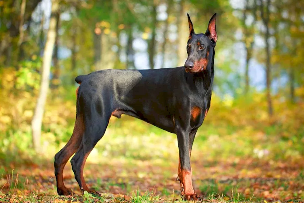 Doberman dog