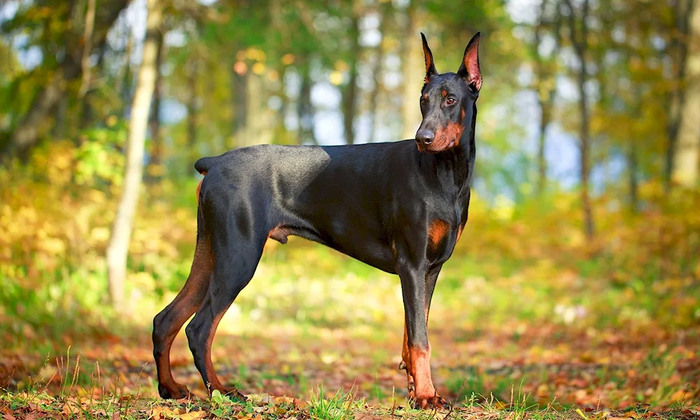 King Doberman