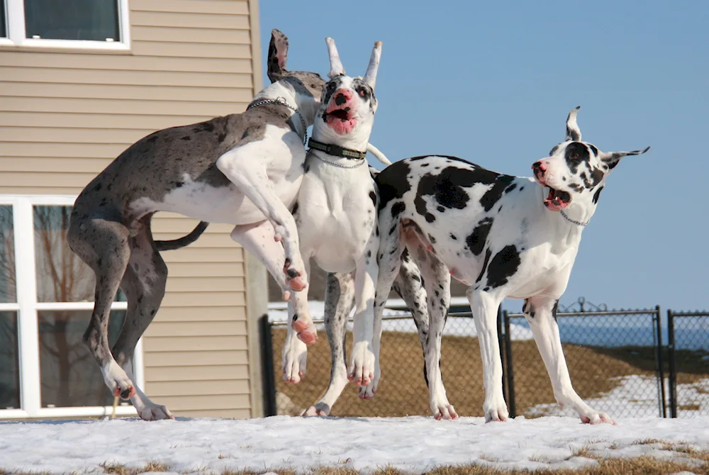 Great Dane dog